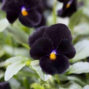Alternative view of Pansy Flower "Back to Black" Seeds – Wavy Viola Tricolor Seeds for Garden Planting, 100 Seeds Pack