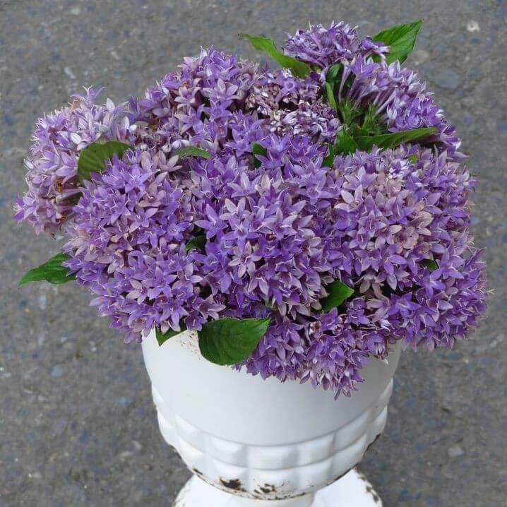 Pentas Kaleidoscope Purple Seeds  Garden Flower Seeds for Planting, 100  Seeds Pack  GreenSeedGarden