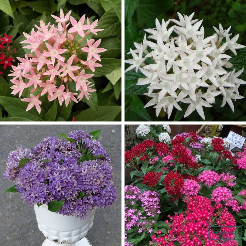 Mixed Pentas Kaleidoscope Seeds – Garden Flower Seeds for Planting, 100 Seeds Pack