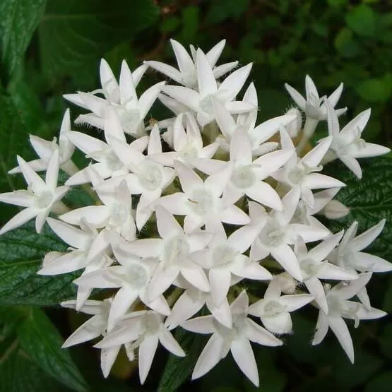 Pentas Kaleidoscope White Seeds  Garden Flower Seeds for Planting, 100  Seeds Pack  GreenSeedGarden