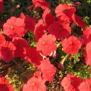 Petunia " Dreams Red" Flower Seeds – Garden Petunia Seeds for Planting, 100 Seeds Pack