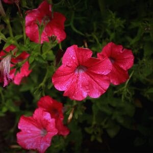 Alternative view of Petunia " Dreams Red" Flower Seeds – Garden Petunia Seeds for Planting, 100 Seeds Pack