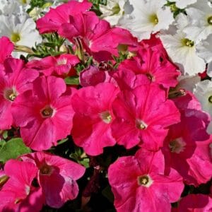 Petunia " Dreams Rose" Flower Seeds – Garden Petunia Seeds for Planting, 100 Seeds Pack