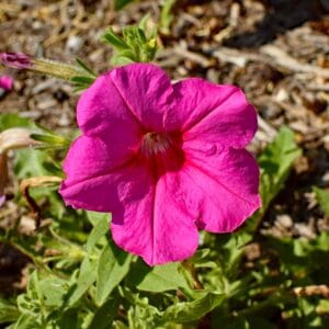 Alternative view of Petunia " Dreams Rose" Flower Seeds – Garden Petunia Seeds for Planting, 100 Seeds Pack