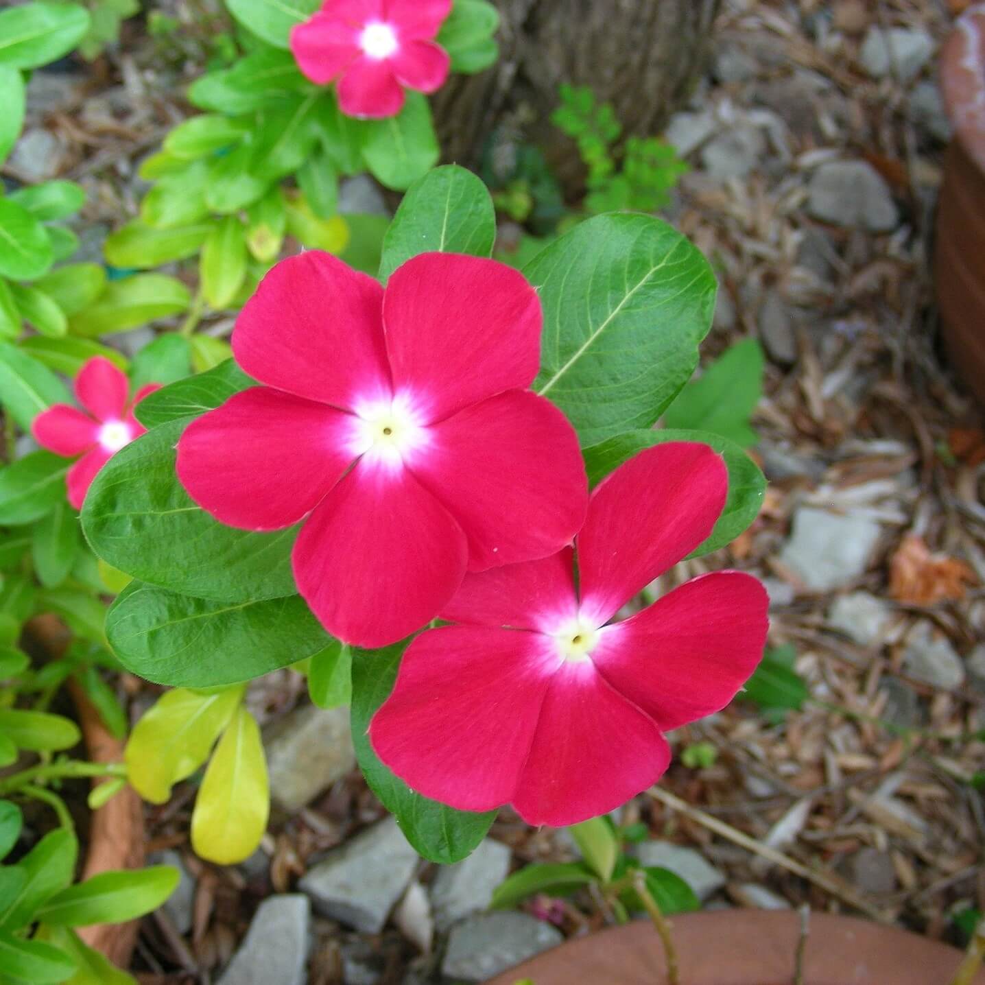 Red Vinca Flower Seeds – Garden Flower Seeds for Planting, 100 Seeds Pack - Image 2