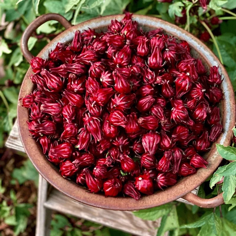 Roselle Seeds  Herb Garden Plant Seeds for Planting, 100 Seeds Pack   GreenSeedGarden