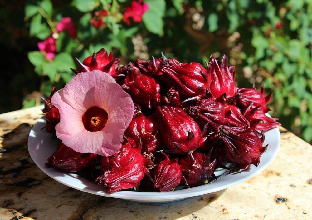 Roselle Seeds  Herb Garden Plant Seeds for Planting, 100 Seeds Pack   GreenSeedGarden