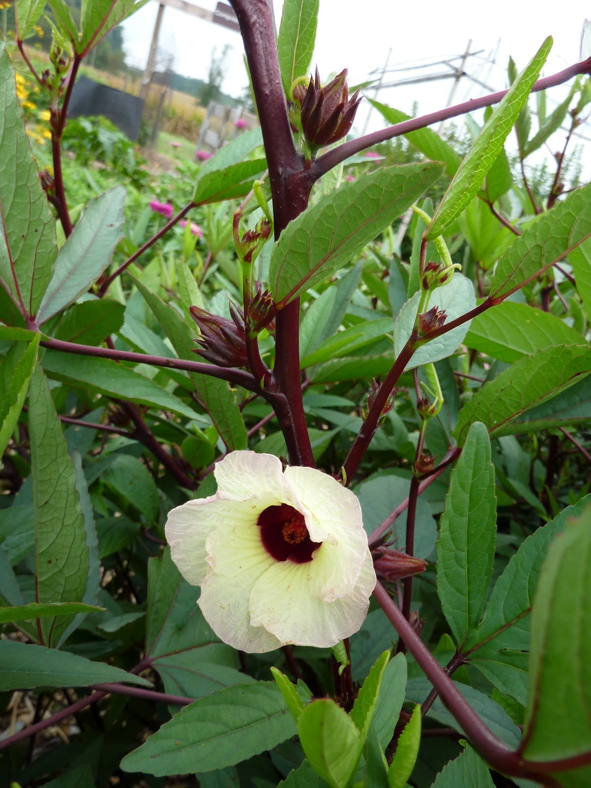 Roselle Seeds  Herb Garden Plant Seeds for Planting, 100 Seeds Pack   GreenSeedGarden