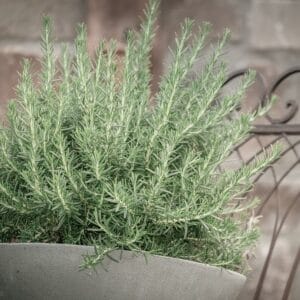 Alternative view of Rosemary Seeds – Herb Garden Plant Seeds for Planting, 100 Seeds Pack