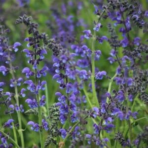 Alternative view of Salvia "Evolution Violet" Seeds – Garden Flower Seeds for Planting, 100 Seeds Pack