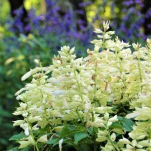 Alternative view of Salvia Splendens "White" Seeds – Garden Flower Seeds for Planting, 100 Seeds Pack