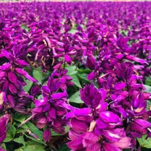 Salvia Splendens “Vista Purple” Seeds – Garden Flower Seeds for Planting, 100 Seeds Pack