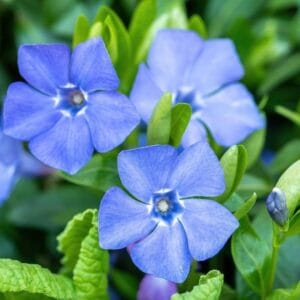 Sky Blue Vinca Flower Seeds – Garden Flower Seeds for Planting, 100 Seeds Pack