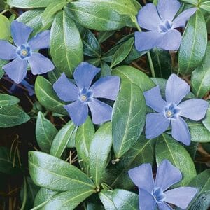 Alternative view of Sky Blue Vinca Flower Seeds – Garden Flower Seeds for Planting, 100 Seeds Pack
