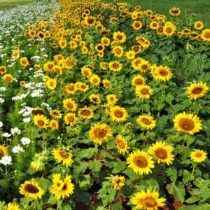 Sunflower Seeds "Dwarf-Sunspot" – Sunflower Seeds for Garden Planting, 50 Seeds Pack