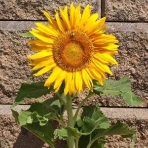 Alternative view of Sunflower Seeds "Dwarf-Sunspot" – Sunflower Seeds for Garden Planting, 50 Seeds Pack