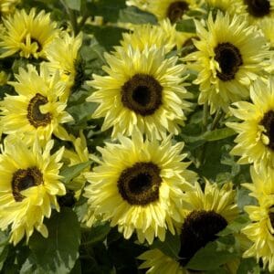 Alternative view of Sunflower Seeds "Garden Statement" – Sunflower Seeds for Garden Planting, 50 Seeds Pack