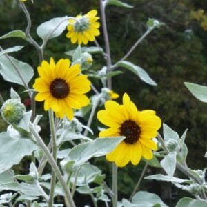 Sunflower Seeds "Gold & Silver" – Sunflower Seeds for Garden Planting, 50 Seeds Pack