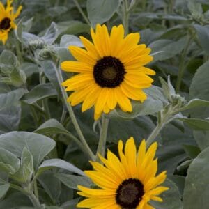 Alternative view of Sunflower Seeds "Gold & Silver" – Sunflower Seeds for Garden Planting, 50 Seeds Pack