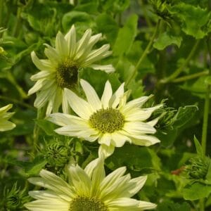 Alternative view of Sunflower Seeds "Italian Green Heart" – Sunflower Seeds for Garden Planting, 50 Seeds Pack