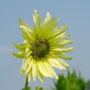 Sunflower Seeds "Italian Green Heart" – Sunflower Seeds for Garden Planting, 50 Seeds Pack