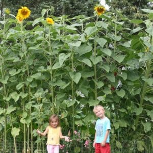 Alternative view of Sunflower Seeds "Mongolian Giant" – Sunflower Seeds for Garden Planting, 50 Seeds Pack