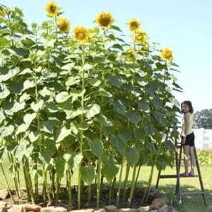 Sunflower Seeds "Mongolian Giant" – Sunflower Seeds for Garden Planting, 50 Seeds Pack