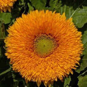 Sunflower Seeds "Orange Sun" – Sunflower Seeds for Garden Planting, 50 Seeds Pack