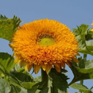 Alternative view of Sunflower Seeds "Orange Sun" – Sunflower Seeds for Garden Planting, 50 Seeds Pack