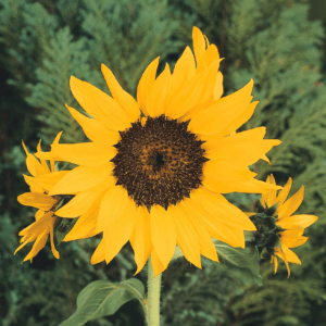 Alternative view of Sunflower Seeds "Pacino Cola" – Sunflower Seeds for Garden Planting, 50 Seeds Pack