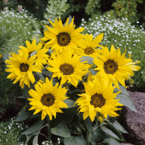 Sunflower Seeds "Pacino Cola" – Sunflower Seeds for Garden Planting, 50 Seeds Pack