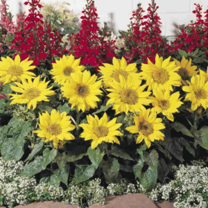 Sunflower Seeds "Pacino Gold" – Sunflower Seeds for Garden Planting, 50 Seeds Pack