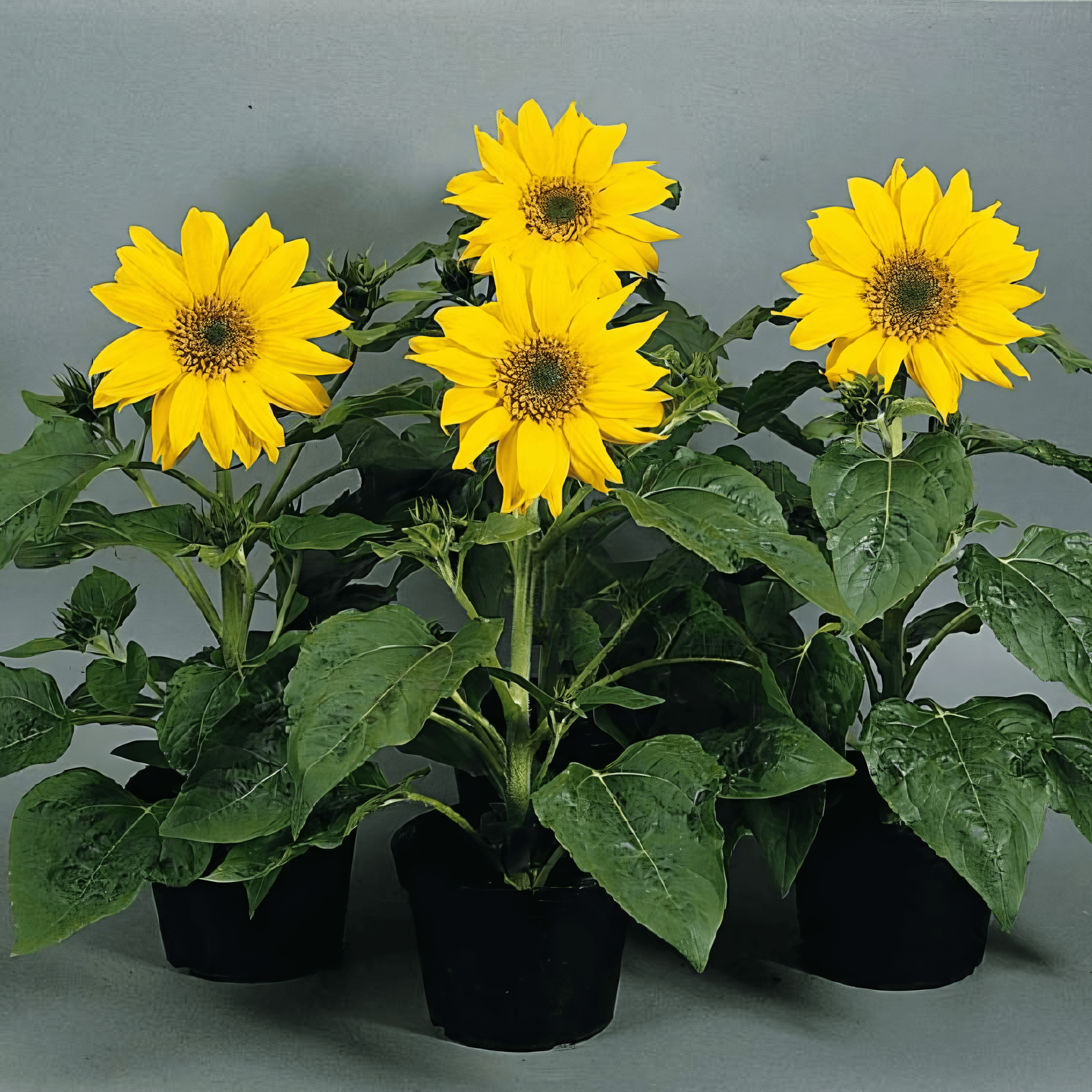 Alternative view of Sunflower Seeds "Pacino Gold" – Sunflower Seeds for Garden Planting, 50 Seeds Pack