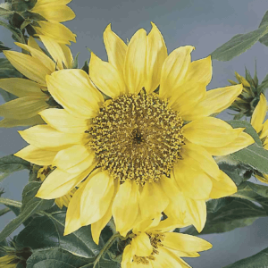 Alternative view of Sunflower Seeds "Pacino Lemon" – Sunflower Seeds for Garden Planting, 50 Seeds Pack