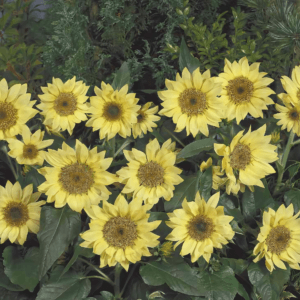 Sunflower Seeds "Pacino Lemon" – Sunflower Seeds for Garden Planting, 50 Seeds Pack