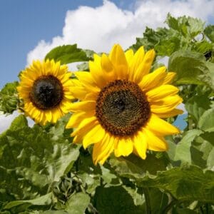 Sunflower Seeds "Sunshine" – Sunflower Seeds for Garden Planting, 50 Seeds Pack