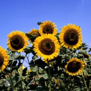 Sunflower Seeds "Taiyo" – Sunflower Seeds for Garden Planting, 50 Seeds Pack