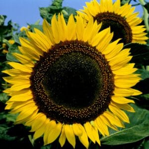 Alternative view of Sunflower Seeds "Taiyo" – Sunflower Seeds for Garden Planting, 50 Seeds Pack