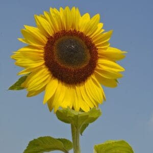 Alternative view of Sunflower Seeds "Titan" – Sunflower Seeds for Garden Planting, 50 Seeds Pack