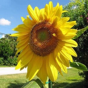 Sunflower Seeds "Titan" – Sunflower Seeds for Garden Planting, 50 Seeds Pack