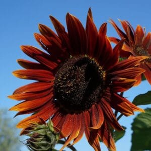 Alternative view of Sunflower Seeds "Velvet Queen" – Sunflower Seeds for Garden Planting, 50 Seeds Pack
