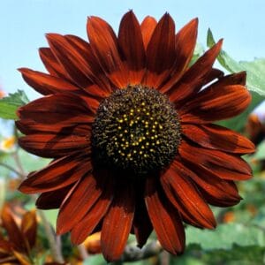 Sunflower Seeds "Velvet Queen" – Sunflower Seeds for Garden Planting, 50 Seeds Pack
