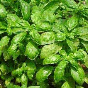 Sweet Basil Seeds – Herb Garden Mint Seeds for Planting, 100 Seeds Pack