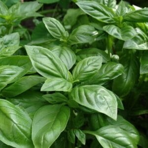 Alternative view of Sweet Basil Seeds – Herb Garden Mint Seeds for Planting, 100 Seeds Pack