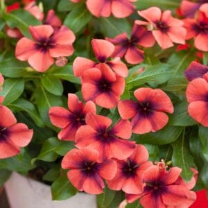 Tattoo Orange Vinca Flower Seeds – Garden Flower Seeds for Planting, 100 Seeds Pack