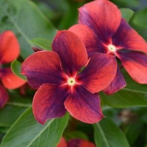 Alternative view of Tattoo Orange Vinca Flower Seeds – Garden Flower Seeds for Planting, 100 Seeds Pack