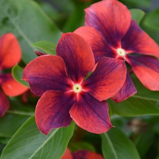 Tattoo Orange Vinca Flower Seeds – Garden Flower Seeds for Planting, 100 Seeds Pack - Image 2