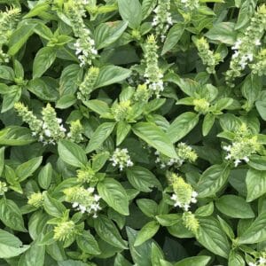 Thai Basil Seeds – Herb Garden Mint Seeds for Planting, 100 Seeds Pack