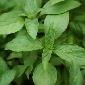 Alternative view of Thai Basil Seeds – Herb Garden Mint Seeds for Planting, 100 Seeds Pack