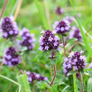 Alternative view of Thyme Seeds – Herb Garden Plant Seeds for Planting, 100 Seeds Pack